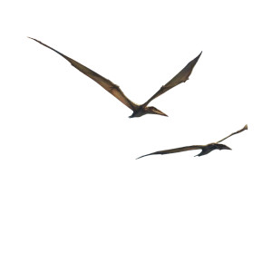 Flying With Pteranodons Vinyl Car Decal Sticker – Waterproof & UV-Resistant 3.4133333333333336"
