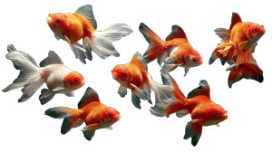 Swimming Goldfish V2 Vinyl Car Decal Sticker – Waterproof & UV-Resistant 5.4