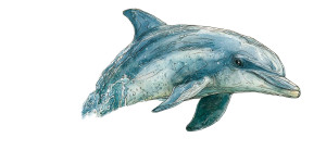 Dolphin Watercolor Banner Vinyl Car Decal Sticker – Waterproof & UV-Resistant 5.12"