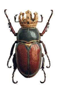 Crowned Beetle Vinyl Car Decal Sticker – Waterproof & UV-Resistant 8.96"