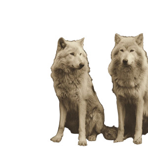 Curtis Styled Wolves Vinyl Car Decal Sticker – Waterproof & UV-Resistant 6.826666666666667"