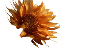 Glowing Sunflower Growth Vinyl Car Decal Sticker – Waterproof & UV-Resistant 2.72"