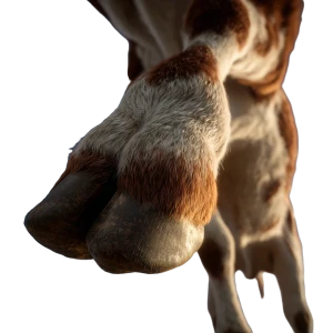 Cow Foot Vinyl Car Decal Sticker – Waterproof & UV-Resistant 3.4133333333333336"