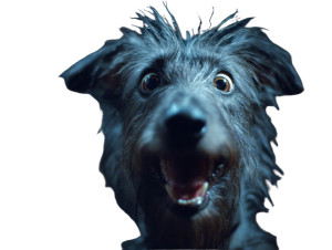 Goofy Dog Portrait Vinyl Car Decal Sticker – Waterproof & UV-Resistant 3.0933333333333333"