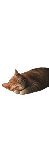 Cozy Cat Nap V5 Vinyl Car Decal Sticker – Waterproof & UV-Resistant 12.693333333333333"