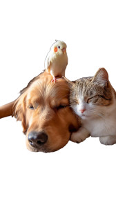 Peaceful Pet Nap Vinyl Car Decal Sticker – Waterproof & UV-Resistant 9.706666666666667" Peaceful Pet Nap Vinyl Car Decal Sticker – Waterproof & UV-Resistant 9.706666666666667"