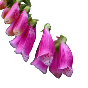 Foxglove Macro Vinyl Car Decal Sticker – Waterproof & UV-Resistant 6.826666666666667"