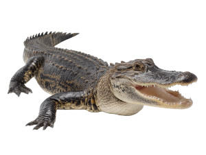Old Big Alligator Vinyl Car Decal Sticker – Waterproof & UV-Resistant 6.1866666666666665"