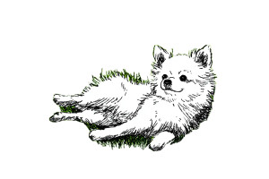 Happy Pomeranian Chihuahua Vinyl Car Decal Sticker – Waterproof & UV-Resistant 5.97333333333333