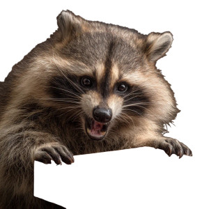 Aggressive Raccoon Vinyl Car Decal Sticker – Waterproof & UV-Resistant 3.4133333333333336"
