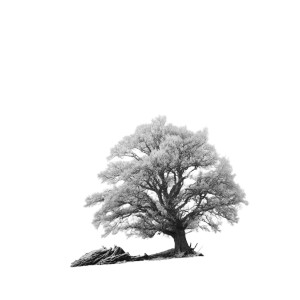 German Oak Tree Vinyl Car Decal Sticker – Waterproof & UV-Resistant 6.826666666666667"