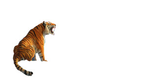 Tiger And Dragon V2 Vinyl Car Decal Sticker – Waterproof & UV-Resistant 2.72"