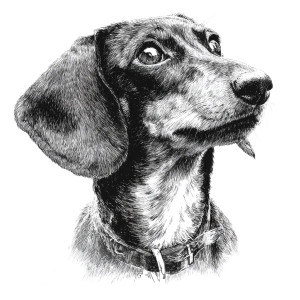 Dachshund Portrait V4 Vinyl Car Decal Sticker – Waterproof & UV-Resistant 3.4133333333333336"