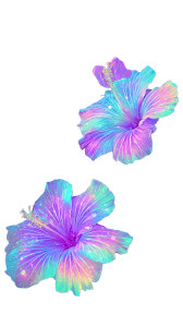 Vibrant Hibiscus Blooms Vinyl Car Decal Sticker – Waterproof & UV-Resistant 4.8533333333333335" Vibrant Hibiscus Blooms Vinyl Car Decal Sticker – Waterproof & UV-Resistant 4.8533333333333335"