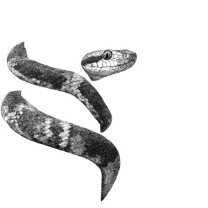 Snake On Tree Vinyl Car Decal Sticker – Waterproof & UV-Resistant 3.4133333333333336" Snake On Tree Vinyl Car Decal Sticker – Waterproof & UV-Resistant 3.4133333333333336"