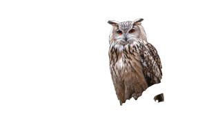 Forest Owl Vinyl Car Decal Sticker – Waterproof & UV-Resistant 2.72"