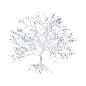 Neuron Tree Vinyl Car Decal Sticker – Waterproof & UV-Resistant 3.4133333333333336"