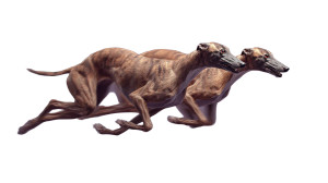 Synchronized Greyhounds Vinyl Car Decal Sticker – Waterproof & UV-Resistant 5.4 Synchronized Greyhounds Vinyl Car Decal Sticker – Waterproof & UV-Resistant 5.4