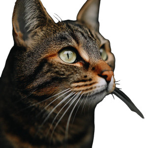 A Cat V50 Vinyl Car Decal Sticker – Waterproof & UV-Resistant 3.4133333333333336"