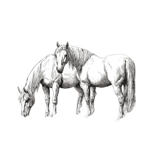 1800S Horses Art Vinyl Car Decal Sticker – Waterproof & UV-Resistant 3.4133333333333336"