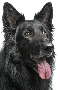 East German Shepherd Vinyl Car Decal Sticker – Waterproof & UV-Resistant 4.4 East German Shepherd Vinyl Car Decal Sticker – Waterproof & UV-Resistant 4.4