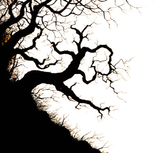 Spooky Tree Vinyl Car Decal Sticker – Waterproof & UV-Resistant 3.4133333333333336"
