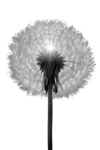 Dandelion Seed Head V3 Vinyl Car Decal Sticker – Waterproof & UV-Resistant 4.4