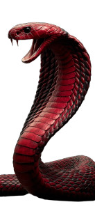 Hissing King Cobra Vinyl Car Decal Sticker – Waterproof & UV-Resistant 5.386666666666667"
