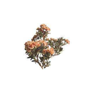 Desert Rose Evergreen Vinyl Car Decal Sticker – Waterproof & UV-Resistant 3.4133333333333336" Desert Rose Evergreen Vinyl Car Decal Sticker – Waterproof & UV-Resistant 3.4133333333333336"