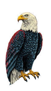Patriotic Eagle Portrait Vinyl Car Decal Sticker – Waterproof & UV-Resistant 4.8533333333333335"