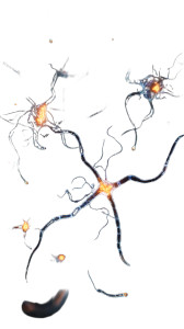 Glowing Neuron Links Vinyl Car Decal Sticker – Waterproof & UV-Resistant 9.706666666666667"