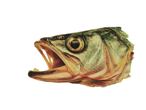 Dead Fish Head V2 Vinyl Car Decal Sticker – Waterproof & UV-Resistant 6.1866666666666665"