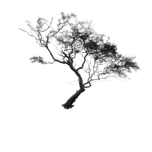 Tree V16 Vinyl Car Decal Sticker – Waterproof & UV-Resistant 3.4133333333333336"