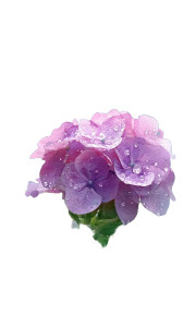 Hydrangea Close-Up V2 Vinyl Car Decal Sticker – Waterproof & UV-Resistant 4.8533333333333335" Hydrangea Close-Up V2 Vinyl Car Decal Sticker – Waterproof & UV-Resistant 4.8533333333333335"