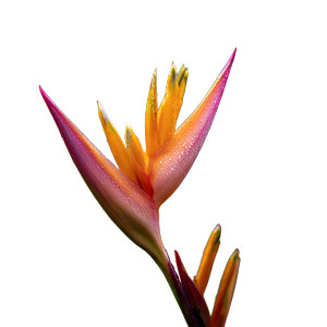 Vibrant Heliconia Flower Vinyl Car Decal Sticker – Waterproof & UV-Resistant 6.826666666666667"