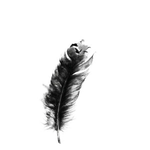 Feather To Birds V2 Vinyl Car Decal Sticker – Waterproof & UV-Resistant 3.4133333333333336"