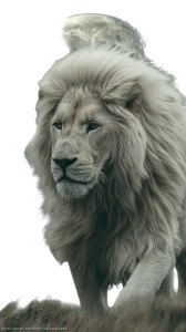 Majestic White Lion V4 Vinyl Car Decal Sticker – Waterproof & UV-Resistant 9.706666666666667"