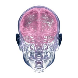 X-Ray Brain Skull Vinyl Car Decal Sticker – Waterproof & UV-Resistant 3.4133333333333336" X-Ray Brain Skull Vinyl Car Decal Sticker – Waterproof & UV-Resistant 3.4133333333333336"
