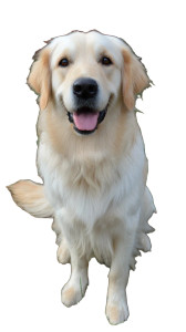 Smiling Retriever Vinyl Car Decal Sticker – Waterproof & UV-Resistant 9.706666666666667"