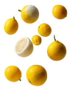 Falling Yuzu Fruits Vinyl Car Decal Sticker – Waterproof & UV-Resistant 8.213333333333333"