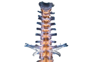 X-Ray Spine Rendering Vinyl Car Decal Sticker – Waterproof & UV-Resistant 2.986666666666667" X-Ray Spine Rendering Vinyl Car Decal Sticker – Waterproof & UV-Resistant 2.986666666666667"