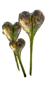 Magical Heart Fern Vinyl Car Decal Sticker – Waterproof & UV-Resistant 4.8533333333333335"