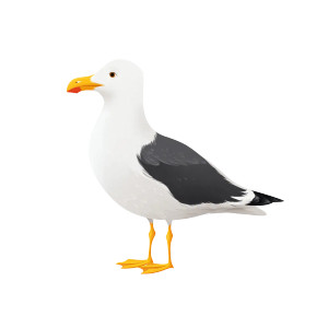 Seagull Illustration Vinyl Car Decal Sticker – Waterproof & UV-Resistant 3.4133333333333336"