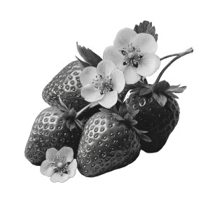 Realistic Strawberries Illustration Vinyl Car Decal Sticker – Waterproof & UV-Resistant 3.4133333333333336"