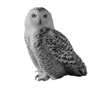 Snowy Owl Drawing Vinyl Car Decal Sticker – Waterproof & UV-Resistant 3.4133333333333336"
