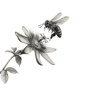Bee On Passiflora Vinyl Car Decal Sticker – Waterproof & UV-Resistant 3.4133333333333336" Bee On Passiflora Vinyl Car Decal Sticker – Waterproof & UV-Resistant 3.4133333333333336"