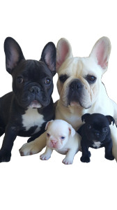 French Bulldog Family V2 Vinyl Car Decal Sticker – Waterproof & UV-Resistant 9.706666666666667"