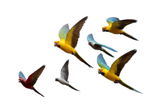 Colorful Birds Sky V2 Vinyl Car Decal Sticker – Waterproof & UV-Resistant 6.1866666666666665"