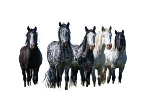 Wild Horses V2 Vinyl Car Decal Sticker – Waterproof & UV-Resistant 2.986666666666667"