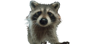Confident City Raccoon Vinyl Car Decal Sticker – Waterproof & UV-Resistant 5.12"